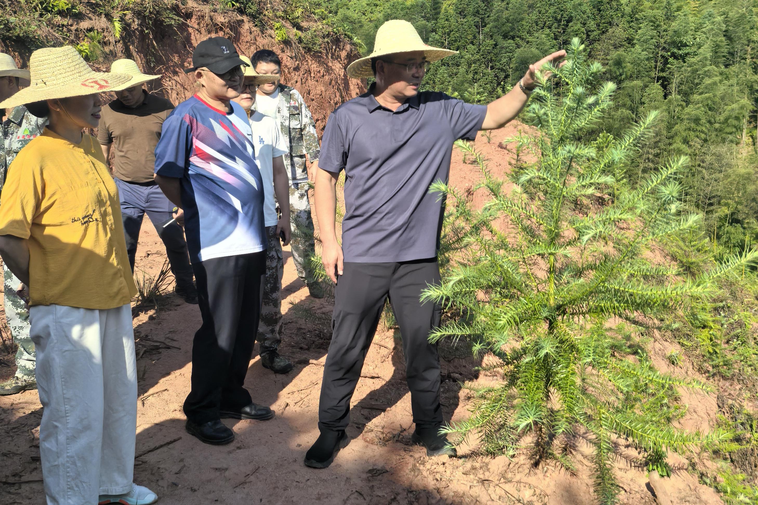 福建省林科院副院長鄭仁華一行蒞臨福建金森 指導(dǎo)森林資源培育工作