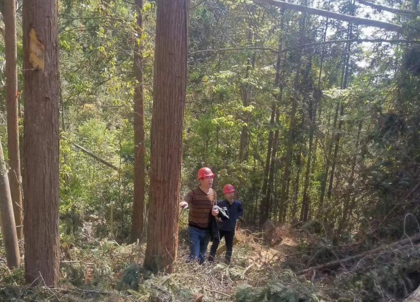 “兩節(jié)”前夕，“綠盾”行動(dòng)——福建金森嚴(yán)格把關(guān)林木采伐施工