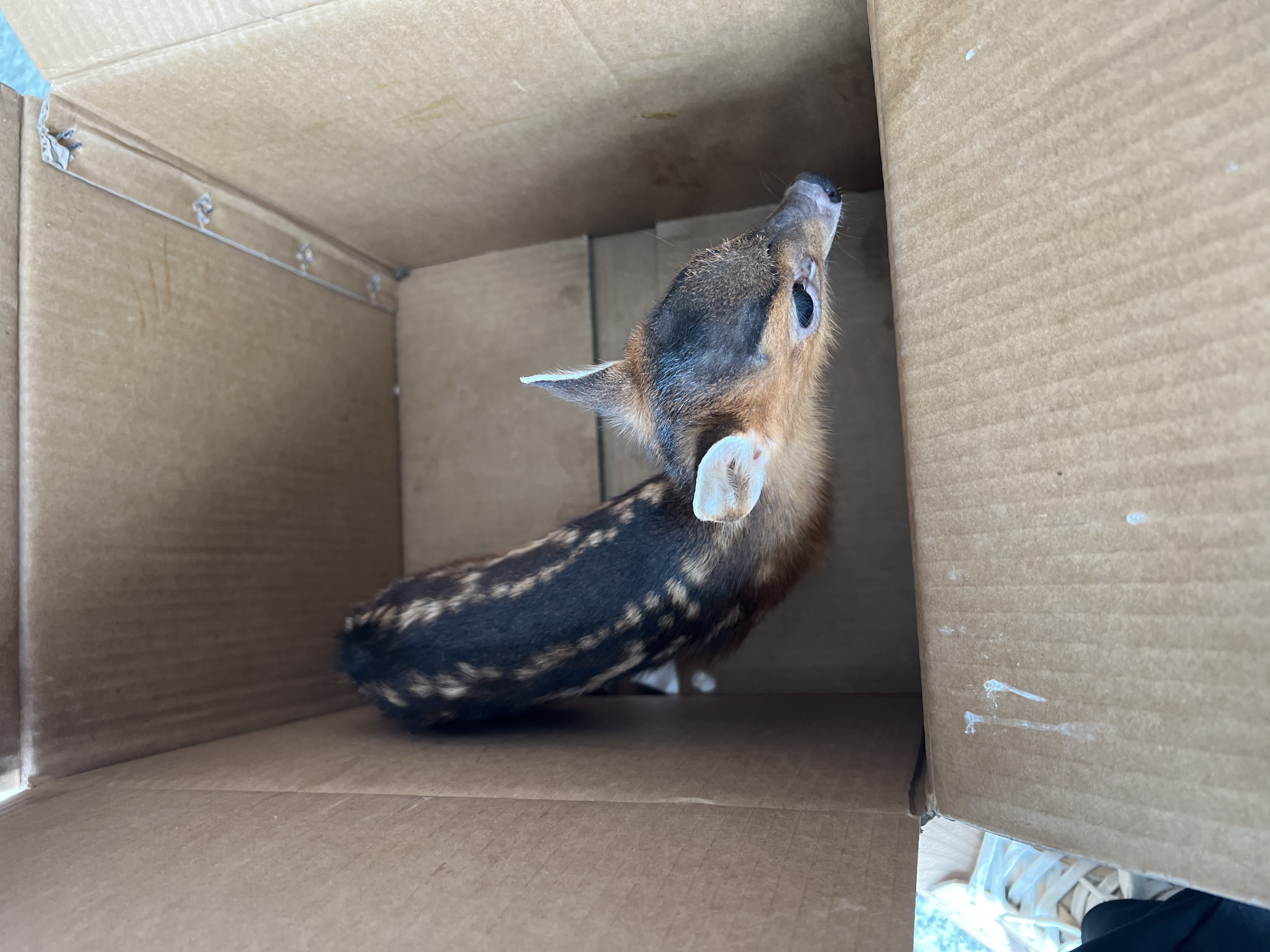 保護(hù)野生動(dòng)物 守護(hù)共同家園 ——福建金森成功救助國家"三有"保護(hù)動(dòng)物幼年山麂 保護(hù)野生動(dòng)物 守護(hù)共同家園 ——福建金森成功救助國家"三有"保護(hù)動(dòng)物幼年山麂