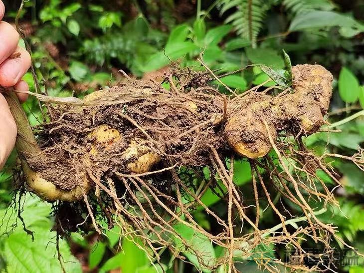 漠源琵琶丘基地黃精試種擴(kuò)容！金森探索林藥共生新路徑